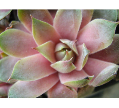 Молодило  Sempervivum tectorum 'Violaceum'