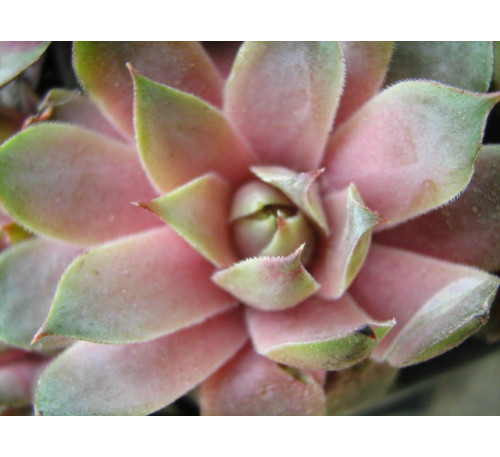 Молодило  Sempervivum tectorum 'Violaceum'