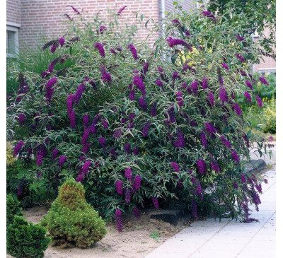 Буддлея Давида Блек Найт (Buddleya davidii Black Knight)