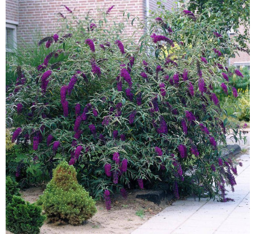 Буддлея Давида Блек Найт (Buddleya davidii Black Knight)