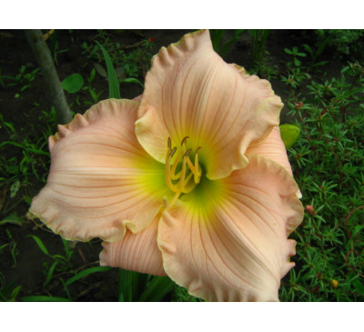 Лілейник, гемерокаліс  Дрімволд (HEMEROCALLIS Dreamworld)