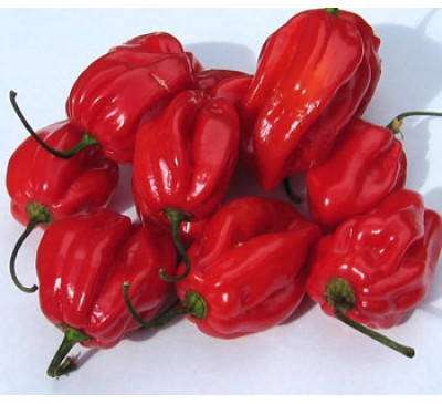 Насіння перцю гострого  Habanero RED