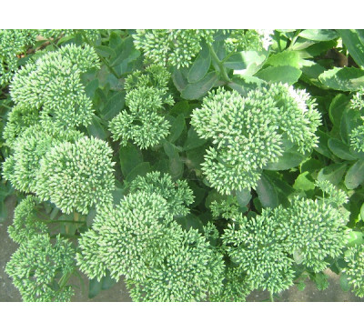 Очиток видний, або седум чудовий (Sedum spectabile)