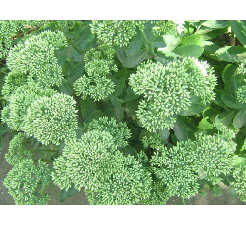 Очиток видний, або седум чудовий (Sedum spectabile)