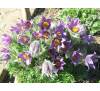 Простріл весняний Мікс, насіння  (Pulsatilla vernalis (L.) Mill.)