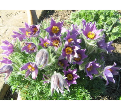 Простріл весняний Мікс (Pulsatilla vernalis (L.) Mill.)