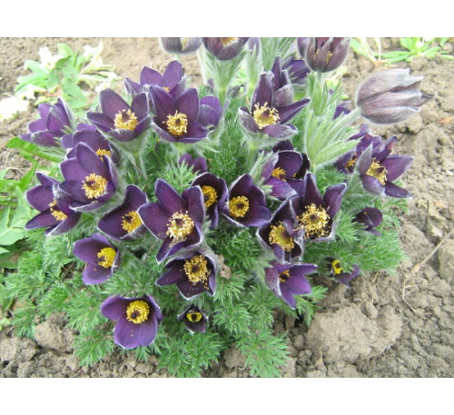 Простріл весняний Мікс, насіння  (Pulsatilla vernalis (L.) Mill.)