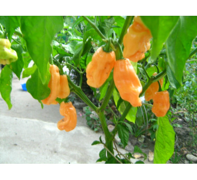 Насіння перцю гострого  Habanero Peach 