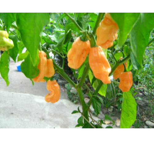 Насіння перцю гострого  Habanero Peach 