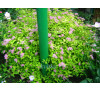 Спірея (таволга) Золота Принцеса ( Spiraea Golden Princess)