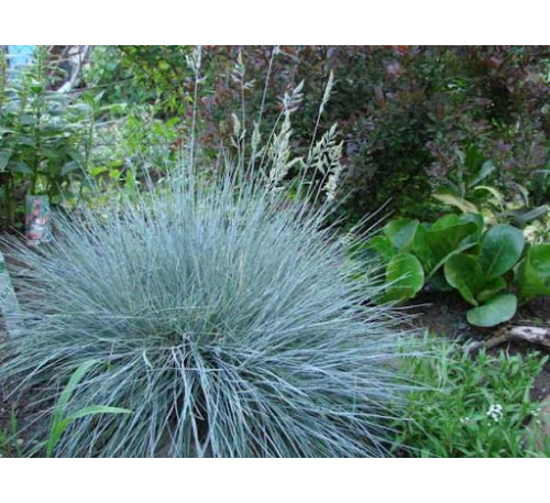 Костриця сива   (Festuca glauca)