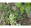 Плющ кущовий кучерявий (Hedera helix 'Ivalace')