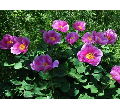 Півонія кримська (Paeonia daurica)