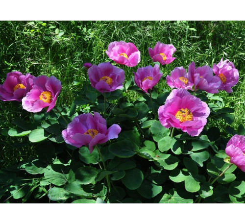 Півонія кримська (Paeonia daurica)
