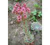 Молодило  Sempervivum tectorum 'Violaceum'