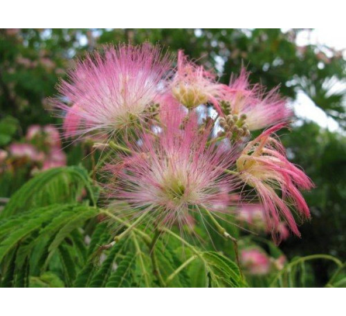 Акація ленкоранська або альбіція , НАСІННЯ (Albizia julibrissin)