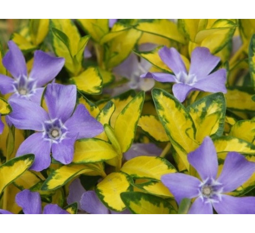 Барвінок малий "Ілюмінейшн" (Vinca minor "Illumination" variegated)
