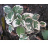 Бересклет , бруслина 'Emerald Gaiety' (Euonymus  fortunei 'Emerald Gaiety') 