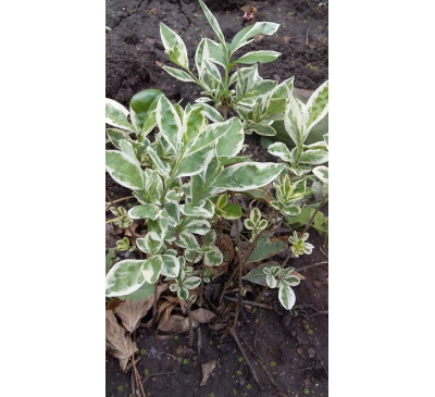 Бірючина Glaucum (лат. Ligustrum)
