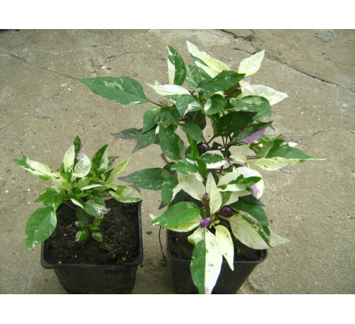 Насіння перцю декоративного кімнатного Коленкор строкатолистий  ( Calico Pepper Ornamental, Variegated) 