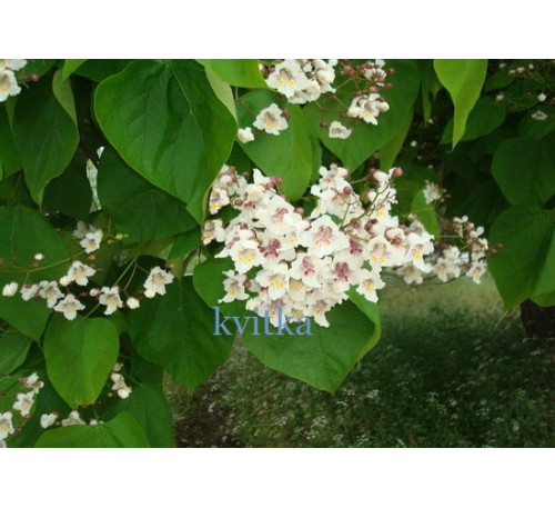 Катальпа бігнонієподібна, або звичайна, насіння (Catalpa Bignoniaceae)