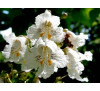 Катальпа бігнонієподібна, або звичайна, насіння (Catalpa Bignoniaceae)