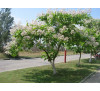 Катальпа бігнонієподібна, або звичайна, насіння (Catalpa Bignoniaceae)