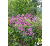 Кентрантус рожевий (Сentranthus)