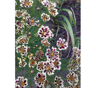 Кореопсис мутовчатий Джаз ( Coreopsis verticillata  Jazz)