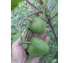 Ксантоцерас або чекалкін горіх (Xanthoceras), насіння