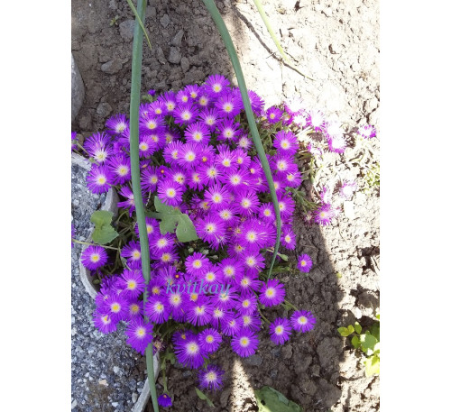 Делосперма (алмазник) Санделла Неон ( Delosperma Sundella Neon)
