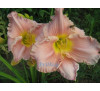 Лілейник, гемерокаліс  Дрімволд (HEMEROCALLIS Dreamworld)