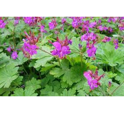 Герань балканська, ЖУРАВЕЦЬ великокореневищний (Geranium macrorrhizum, Cranesbill)