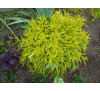 Каріоптеріс кладонський «Хайнт оф Голд», насіння (Caryopteris Hint of Gold)