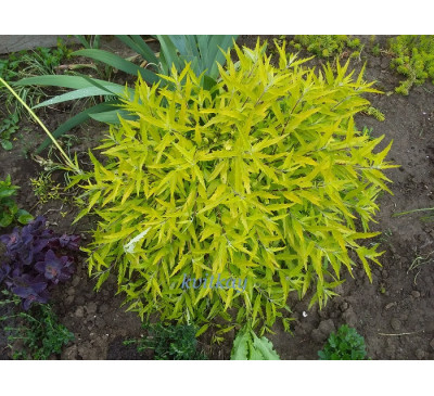 Каріоптеріс кладонський «Хайнт оф Голд» (Caryopteris Hint of Gold) 