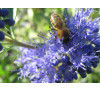 Каріоптеріс кладонський, насіння (Caryopteris х clandonensis)