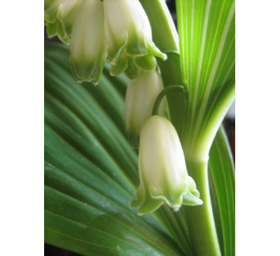Купина багатоквіткова (Polygonatum multiflorum)