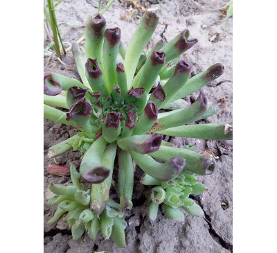 Молодило  Oddity ( Sempervivum cv. Oddity) 