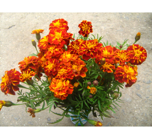 Чорнобривці Ніна  (Tagetes Nina), Насіння 
