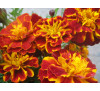 Чорнобривці Ніна  (Tagetes Nina), Насіння 