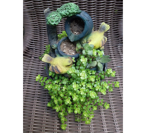 Очиток Огон (Sedum 'Ogon')