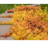 Очиток відігнутий Ангеліна (Sedum reflexum 'Angelina')
