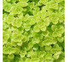 Очиток Огон (Sedum 'Ogon')