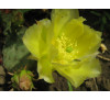 Опунція  зимостійка (лат. Opuntia) 