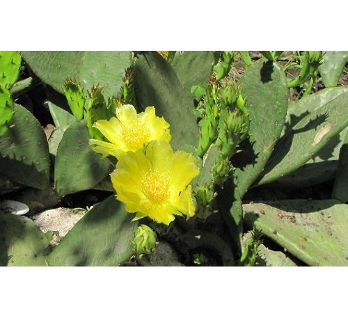 Опунція  зимостійка (лат. Opuntia) 