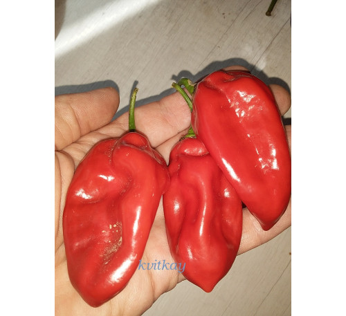 Насіння перцю гострого Habanero Хабанеро Африканський № 9589 