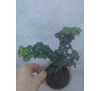 Плющ кущовий кучерявий (Hedera helix 'Ivalace')