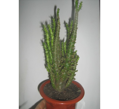 Кактус Аустроциліндропунція (Austrocylindropuntia)