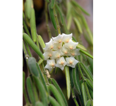 Хойя Лінеаріс -Hoya Linearis