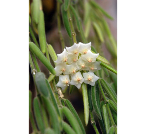 Хойя Лінеаріс -Hoya Linearis